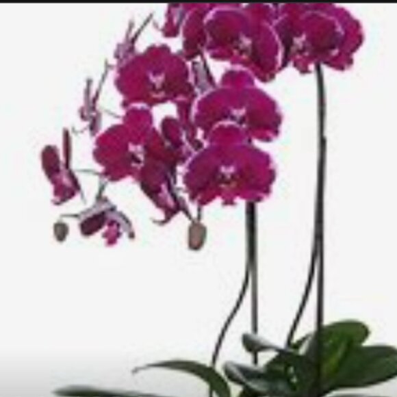 ADD $1 Beautiful Purple w Blue Orchid- Attract Nature to Garden 10 Flower Seeds - Picture 6 of 6